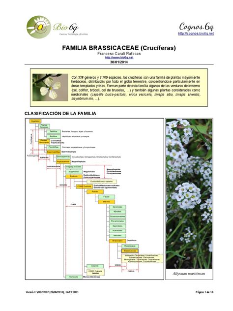 Familia de las crucíferas