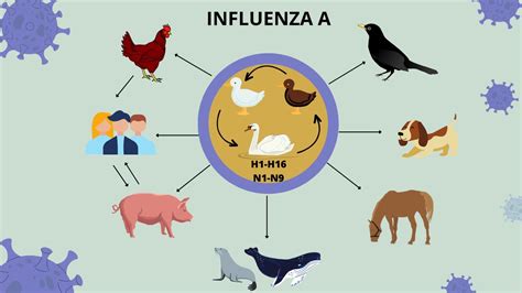 Esquema de las vías de transmisión de la gripe aviar