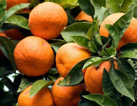 Naranjas de Valencia