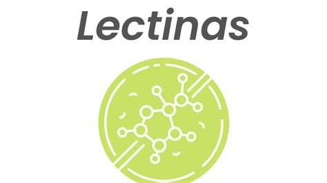 Esquema de las lectinas y su efecto en el intestino