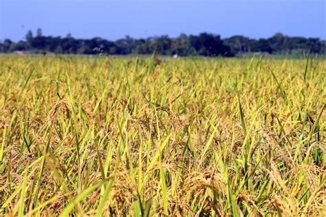 Campo de cultivo de arroz maduro