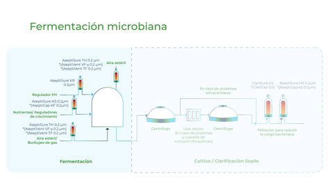 Esquema de la flora microbiana en la fermentación de aceitunas de mesa