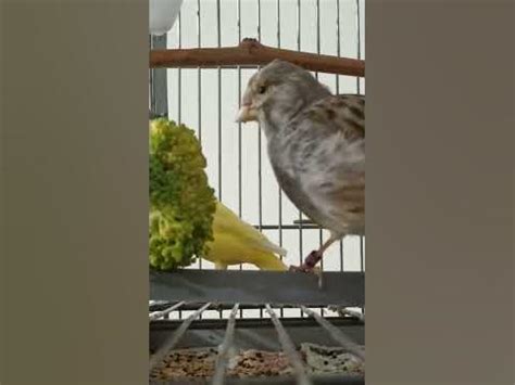 Canario comiendo brócoli
