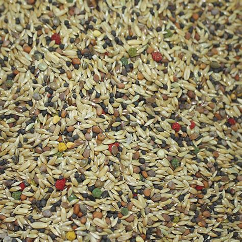 Variedad de alimentos para canarios