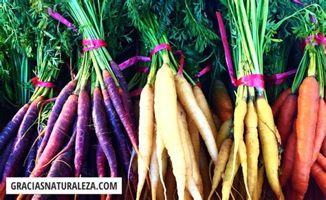 Variedades de platos con zanahoria negra