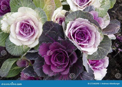 Ilustración de las diferentes variedades de Brassica oleracea