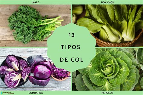 Infografía: Tipos de coles y sus características