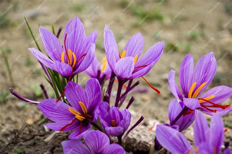 Flores de Crocus sativus de las que se obtiene el azafrán