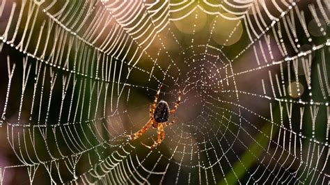 Telaraña de araña con patrón en zigzag