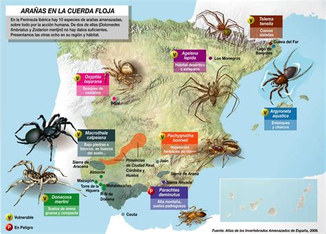 Diversidad de arañas en España