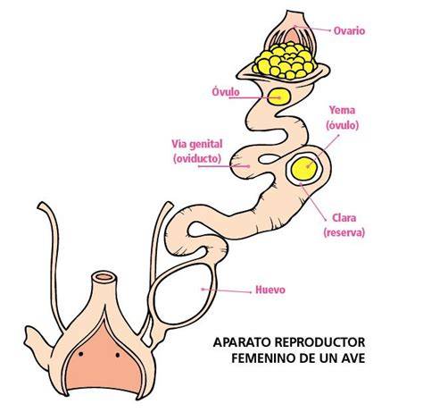 Esquema anatómico del sistema reproductivo de un ave hembra
