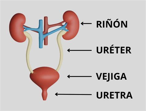 Anatomía del sistema urinario humano