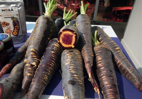 Campo de zanahorias moradas en Cuevas Bajas