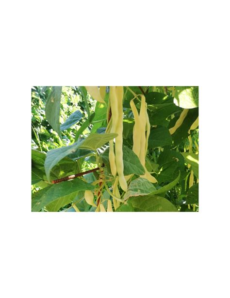 Planta de judía de mata alta trepando por un tutor