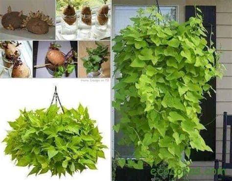 Planta de boniato ornamental en maceta colgante para decoración