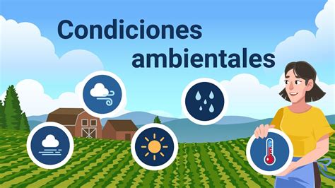 Infografía sobre las condiciones de riego y luz para la Ipomoea batatas
