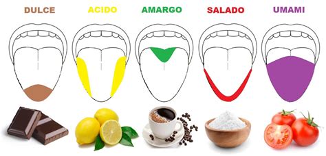 infografía con la rueda de sabores básicos: dulce, salado, ácido, amargo y umami