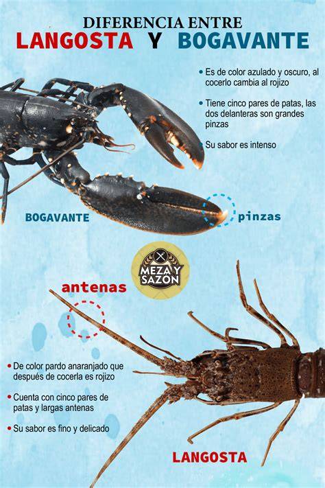 Comparación entre una langosta marina y un ciempiés doméstico
