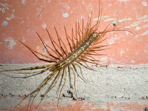Ciempiés doméstico Scutigera coleoptrata en una pared
