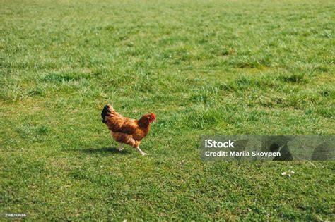Gallina picoteando en el campo