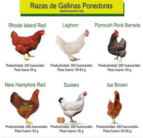 Tabla comparativa de razas de gallinas ponedoras