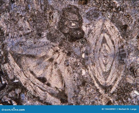 Imagen de sección delgada de cerámica bajo microscopio polarizante