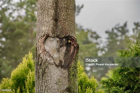 Herida en el tronco de un árbol