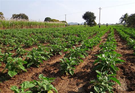 Campo de cultivo de berenjenas de Almagro
