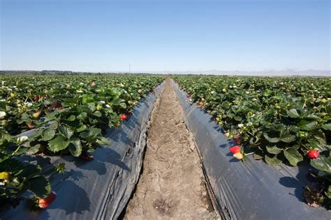 Esquema de acolchado de suelo