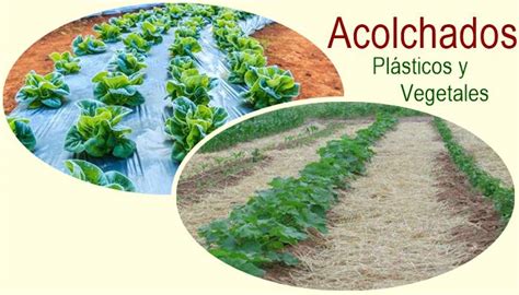 Comparativa de acolchado plástico vs. acolchado biodegradable