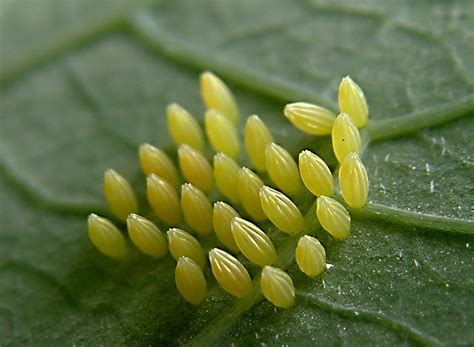 Huevo de mariposa adherido a una hoja