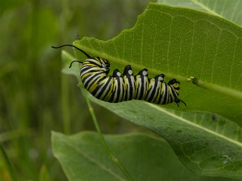 Oruga de mariposa alimentándose de una hoja