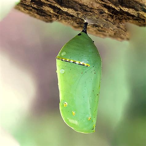 Pupa o crisálida de mariposa