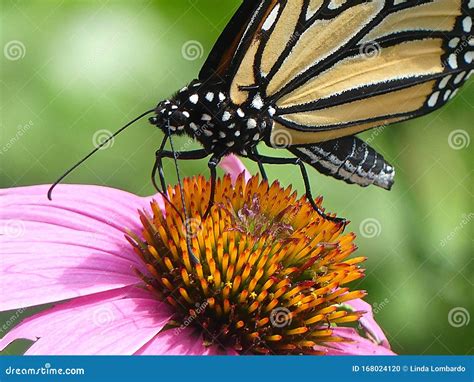 Mariposa adulta bebiendo néctar de una flor