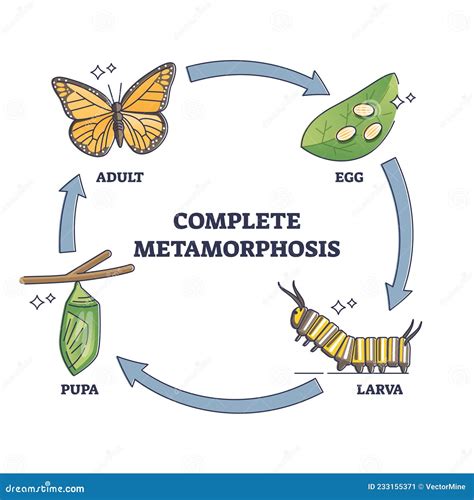 Diagrama de las etapas de la metamorfosis completa