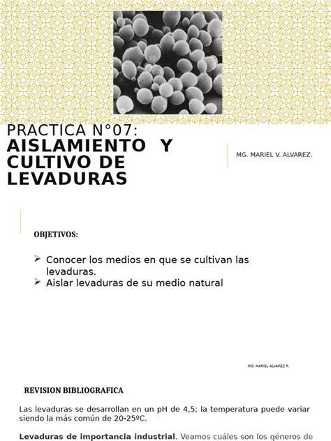 Aislamiento y cultivo de levaduras