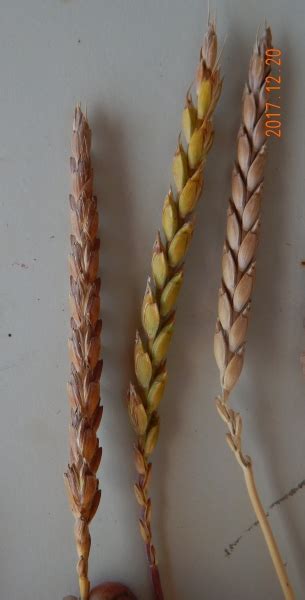 Espigas de espelta con pigmentación antociánica