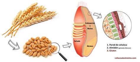 Comparación de la estructura del gluten de espelta y trigo