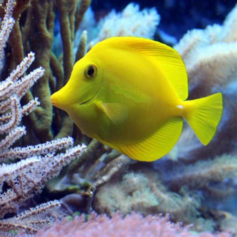 Ilustración de diferentes tipos de peces que se pueden pescar con pechuga de pollo