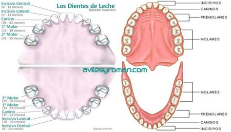 Dientes de leche y permanentes