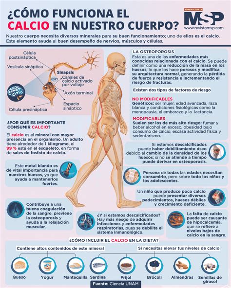 Infografía sobre los beneficios del calcio para los huesos