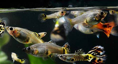 Macho y hembra de guppy en el acuario