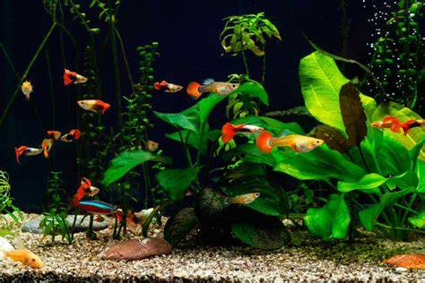 Acuario con plantas y escondites para alevines de guppy