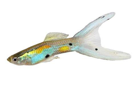 Variedad de guppy con cola de espada