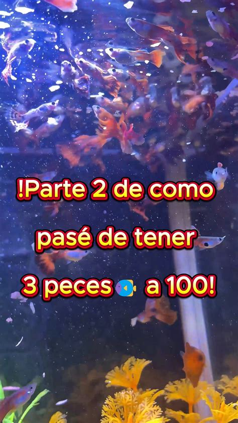 Alimento vivo para guppys (artemia)