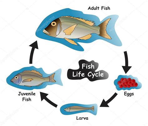 Diagrama del ciclo de vida del pez guppy