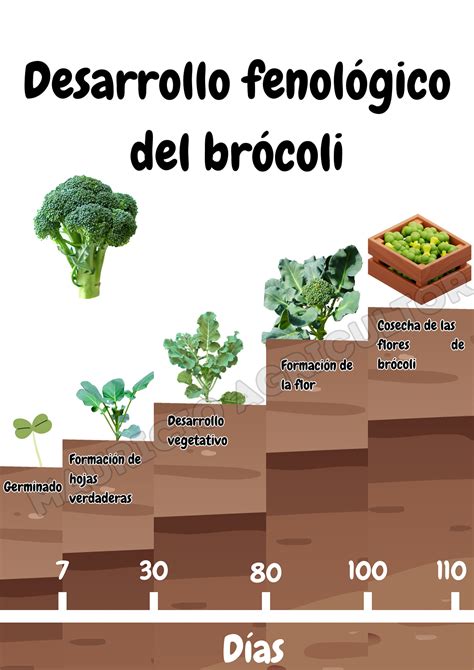 Esquema del ciclo de cultivo del brócoli