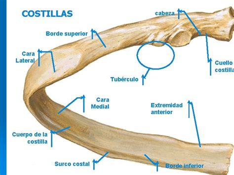 Diagrama de una costilla mostrando cabeza, cuello, tubérculo, ángulo y cuerpo