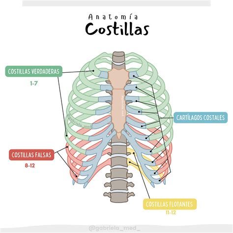 Ilustración de la caja torácica humana mostrando la posición de las costillas verdaderas