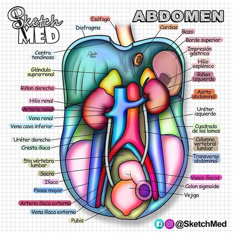 diagrama de la anatomía abdominal superior